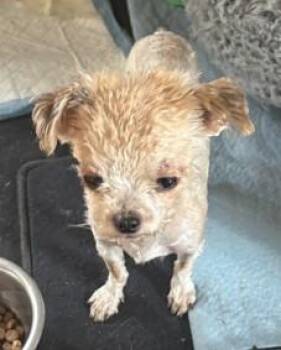 Maltese and Miniature Poodle Dogs Available for Adoption in Newport, Oregon - Bo | PetCurious