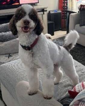 JASPER -  Miniature Poodle Dog for Adoption in West Melbourne, Florida - JASPER | PetCurious