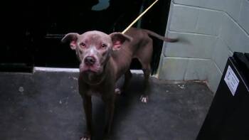 Rescue Pit Bull Terrier Dogs for Adoption in Tulsa, Oklahoma - LULU CUDDLEBUG | PetCurious