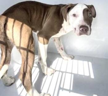 Pit Bull Terrier and Mixed Breed Dogs Available for Adoption - A650798 | PetCurious
