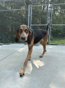 Margarita -  Hound and Mixed Breed Dog for Adoption in King William, Virginia - Margarita | PetCurious