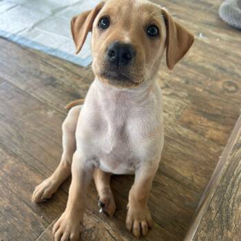 Labrador Retriever and Australian Shepherd Dogs Available for Adoption in New York, New York - PEACH (out Of Town) | PetCurious