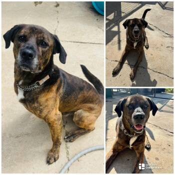 ASTRO -  Mastiff Dog for Adoption in Coudersport, Pennsylvania - ASTRO | PetCurious