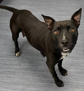 26-224 Lucy -  Pit Bull Terrier Dog for Adoption in Tarboro, North Carolina - 26-224 Lucy | PetCurious