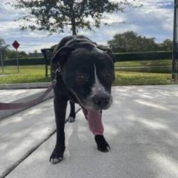 Black Labrador Retriever Dogs Available for Adoption in West Palm Beach, Florida - Jack | PetCurious