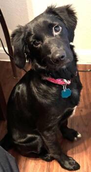 Labrador Retriever Dogs Available for Adoption - Rosie | PetCurious