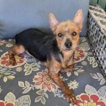 Bentley -  Yorkshire Terrier Dog for Adoption in Charlotte, North Carolina - Bentley | PetCurious