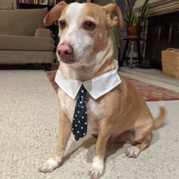 Rescue Cardigan Welsh Corgi and Dachshund Dogs for Adoption in San Diego, California - Scooby | PetCurious