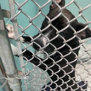 Mixed Breed Dogs Available for Adoption - 0229-D26 | PetCurious