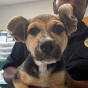 German Shepherd Dog Dogs Available for Adoption - Marnie | PetCurious