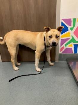 Pit Bull Terrier and Mixed Breed Dogs Available for Adoption - BUTTER | PetCurious