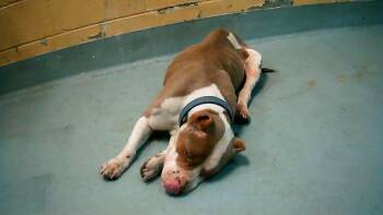 Pit Bull Terrier and Mixed Breed Dogs Available for Adoption - PEPPA | PetCurious