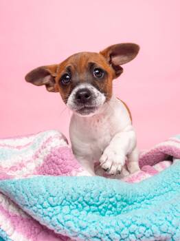 Dachshund and Jack Russell Terrier Dogs Available for Adoption in Palo Alto, California - Candy: Sugar Baby | PetCurious