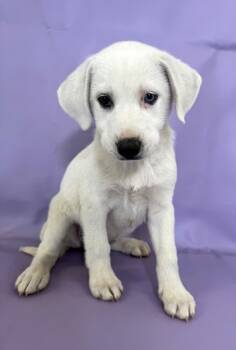 Rescue Great Pyrenees and Mixed Breed Dogs for Adoption in Morton Grove, Illinois - Lock | PetCurious