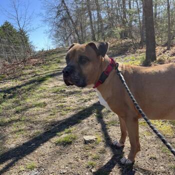 Bullmastiff and Pit Bull Terrier Dogs Available for Adoption in Bedford, New Hampshire - Tyson | PetCurious