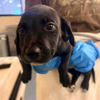 Sentry -  Mixed Breed Dog for Adoption in Corinth, Mississippi - Sentry | PetCurious