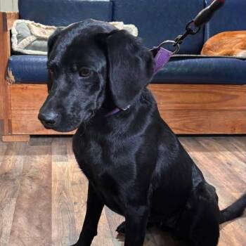 Marley -  Black Labrador Retriever Dog for Adoption in Jay, New York - Marley | PetCurious