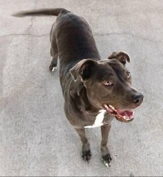 Bette Davis -  Pit Bull Terrier Dog for Adoption in Aurora, Illinois - Bette Davis | PetCurious