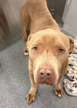 YELLOW -  Pit Bull Terrier Dog for Adoption in Dallas, Texas - YELLOW | PetCurious