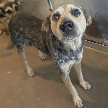 Australian Cattle Dog Blue Heeler Dogs Available for Adoption in Edinburg, Texas - Queen Amidala | PetCurious