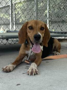 Birdy -  Beagle and Mixed Breed Dog for Adoption in King William, Virginia - Birdy | PetCurious