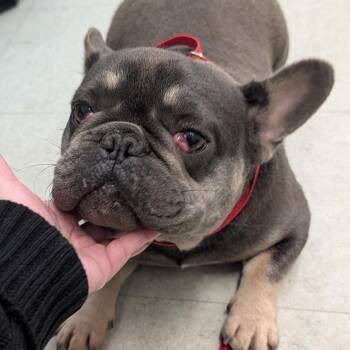 Grogu -  French Bulldog Dog for Adoption in Philadelphia, Pennsylvania - Grogu | PetCurious
