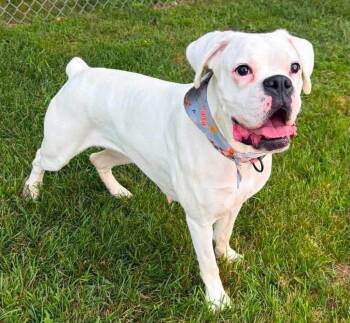 Gemma -  Boxer Dog for Adoption in Lincoln, Michigan - Gemma | PetCurious