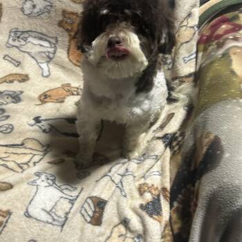 Havanese Dogs Available for Adoption - Billy!   | PetCurious