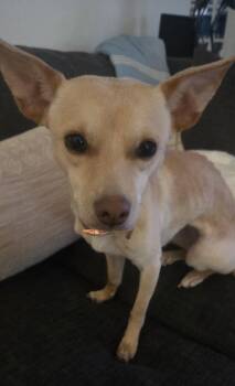 Chihuahua Dogs Available for Adoption in Durham, North Carolina - Precious (Courtesy Post) | PetCurious