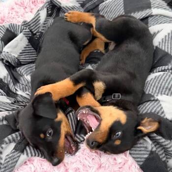 Rottweiler and Mixed Breed Dogs Available for Adoption - Snowy | PetCurious