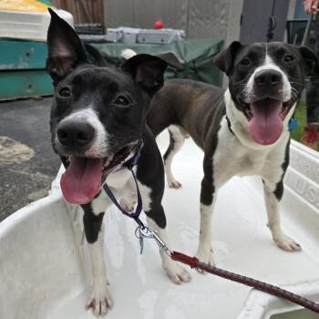 Mixed Breed Dogs Available for Adoption in Chicago, Illinois - Swifty | PetCurious