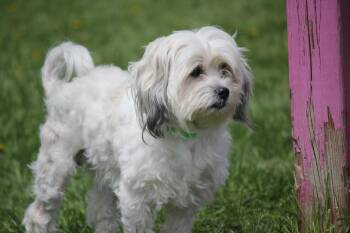 Lhasa Apso Dogs Available for Adoption in Hayward, Wisconsin - Rip | PetCurious