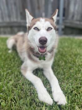 Sheba -  Siberian Husky and Husky Dog for Adoption in Seville, Ohio - Sheba | PetCurious