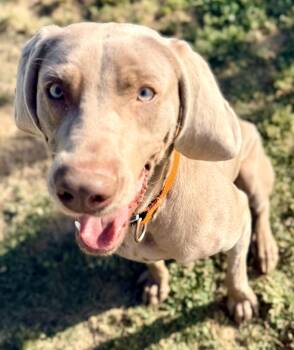 Weimaraner Dogs Available for Adoption in Rutherfordton, North Carolina - Walter 0326 | PetCurious