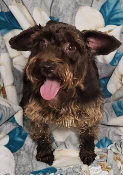 Nutmeg -  Miniature Schnauzer Dog for Adoption in Smithfield, Pennsylvania - Nutmeg | PetCurious