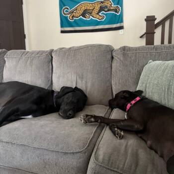 Mixed Breed Dogs Available for Adoption in Gainesville, Florida - Olympia | PetCurious