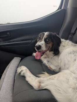 Rescue English Setter Dogs for Adoption in Chelsea, Michigan - Available For Adoption - Otho (Othonas, Located In USA) | PetCurious