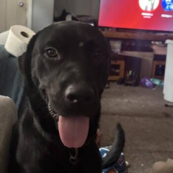 Butler -  Labrador Retriever Dog for Adoption in Des Moines, Iowa - Butler | PetCurious