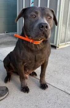 Rescue Pit Bull Terrier and Mixed Breed Dogs for Adoption in Maryville, Tennessee - Locust | PetCurious