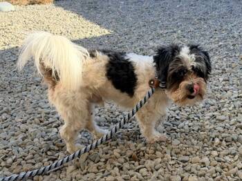 CHACORTA -  Shih Tzu and Mixed Breed Dog for Adoption in Santa Cruz, California - CHACORTA | PetCurious