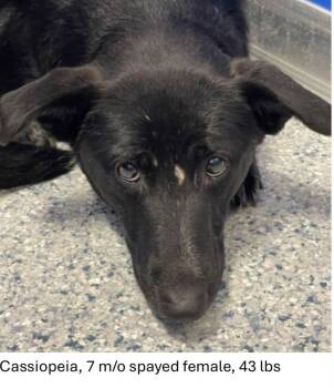 Cassiopeia -  Black Labrador Retriever and Shepherd Dog for Adoption in Oswego, Illinois - Cassiopeia | PetCurious