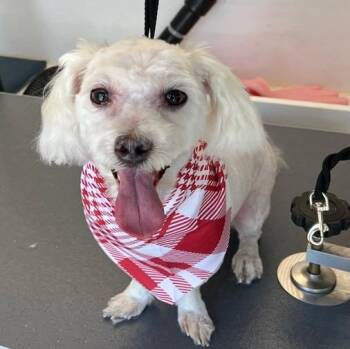 Maltipoo Dogs Available for Adoption in Rochester Hills, Michigan - Oliver  | PetCurious