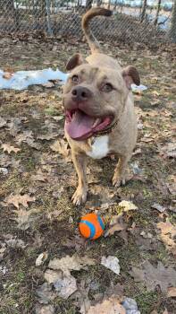 Mixed Breed Dogs Available for Adoption in Houghton, Michigan - Ruger | PetCurious