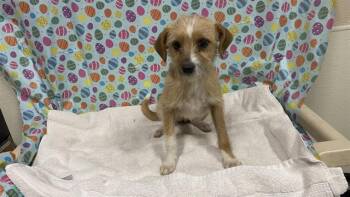 Chihuahua and Toy Fox Terrier Dogs Available for Adoption - A608644 | PetCurious