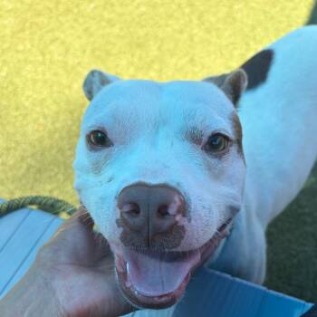 Ronda -  Pit Bull Terrier Dog Available for Adoption in Greensboro, North Carolina - Ronda | PetCurious
