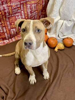 Rescue Pit Bull Terrier Dogs for Adoption in Lacon, Illinois - Elbert | PetCurious