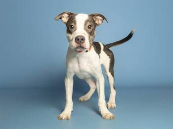 SWIRL -  Pit Bull Terrier Dog for Adoption in Phoenix, Arizona - SWIRL | PetCurious