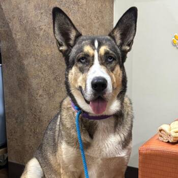 Esko -  Akita and Mixed Breed Dog for Adoption in League City, Texas - Esko | PetCurious