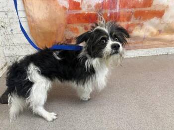 JAKE -  Maltese Dog for Adoption in San Bernardino, California - JAKE | PetCurious