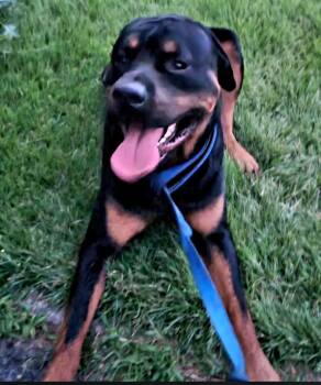 Hoss -  Rottweiler Dog for Adoption in Dillsburg, Pennsylvania - Hoss | PetCurious